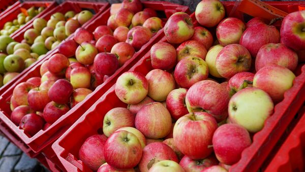 Урожай яблок в Латвии, как видно, не пострадал - Sputnik Latvija