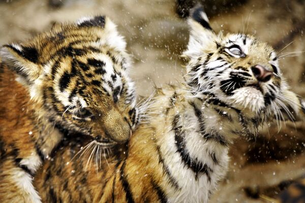 Два котенка амурского тигра играют в зоопарке - Sputnik Латвия