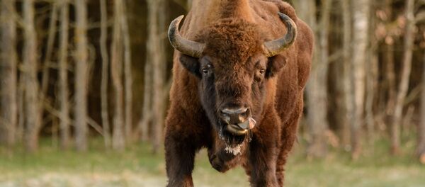 Европейский зубр в польской деревне Беловеж - Sputnik Латвия