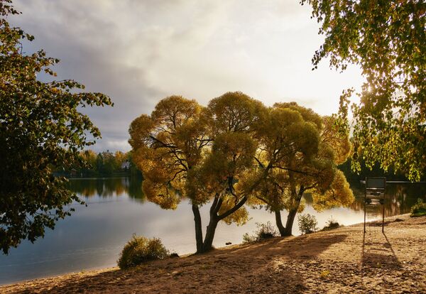 Деревья на берегу Суздальских озер в Санкт-Петербурге - Sputnik Латвия