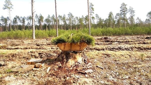 Вырубленный лес в Литве, архивное фото - Sputnik Латвия