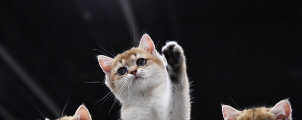 Выставки КоШарики Шоу и KOT da VINCI - 10 в Москве - Sputnik Латвия