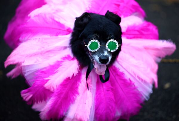 Участник ежегодного Хэллоуин-парада собак в Нью-Йорке - Sputnik Латвия