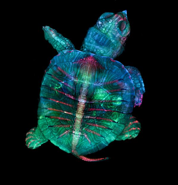 Снимок Fluorescent turtle embryo американских фотографов Teresa Zgoda & Teresa Kugler, ставший победителем в фотоконкурсе Nikon Small World - 2019 - Sputnik Латвия