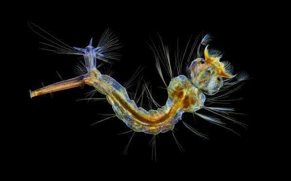 Снимок Mosquito larva британского фотографа Anne Algar, занявший 12 место в фотоконкурсе Nikon Small World 2019 - Sputnik Латвия