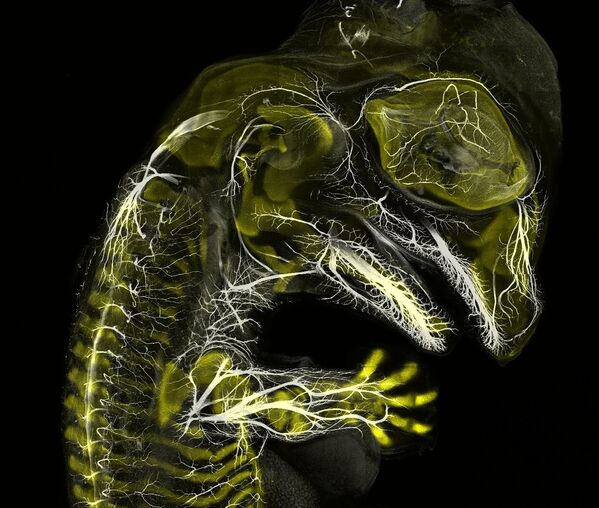Снимок Alligator embryo developing nerves and skeleton американских фотографов Daniel Smith Paredes & Dr. Bhart-Anjan S.Bhullar, занявший 3-е место на фотоконкурсе Nikon Small World - 2019 - Sputnik Латвия