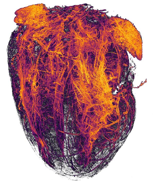 Снимок Blood vessels of a murine (mouse) heart following myocardial infarction (heart attack) фотографов Simon Merz, Lea Bornemann и Sebastian Korste , занявший 20-е место в фотоконкурсе Nikon Small World - 2019 - Sputnik Латвия