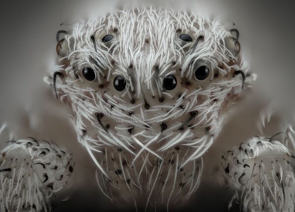 Снимок Small white hair spider испанского фотографа Javier Rupérez, занявший 6 место на фотоконкурсе Nikon Small World - 2019 - Sputnik Латвия