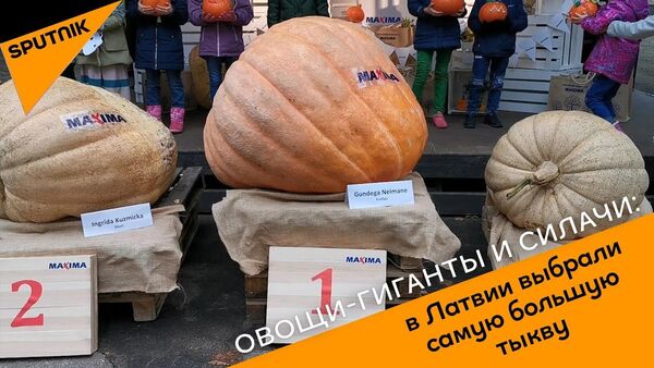 Овощи-гиганты и силачи: в Латвии выбрали самую большую тыкву  - Sputnik Латвия