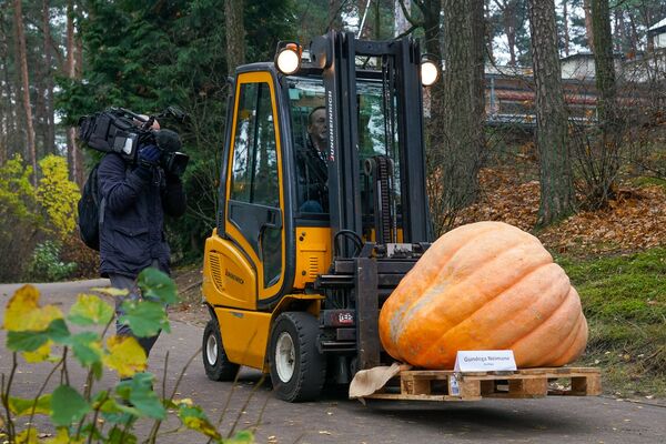Как мечта превратилась в тыкву: самый символичный праздник Латвии - Sputnik Латвия