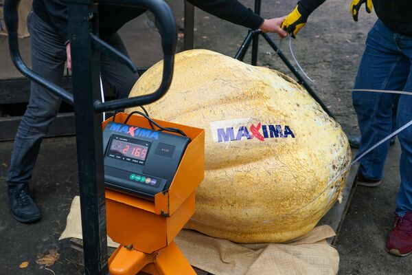 Как мечта превратилась в тыкву: самый символичный праздник Латвии - Sputnik Латвия