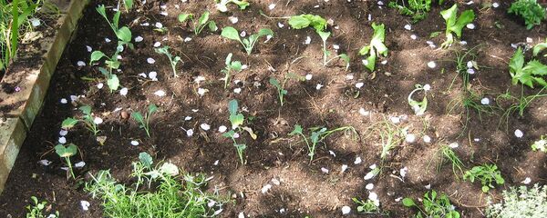 Выращивание овощей на грядке - Sputnik Латвия