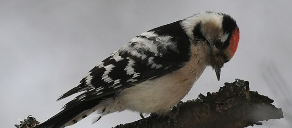 Дятел  Дятел  - Sputnik Latvija