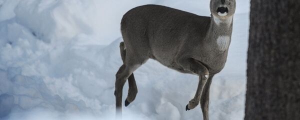 Косуля Косуля - Sputnik Latvija