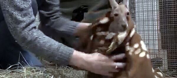 Кенгуренок в Рижском зоопарке - Sputnik Латвия