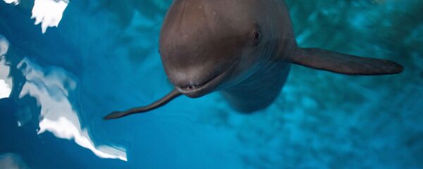 Морская свинья - Sputnik Latvija