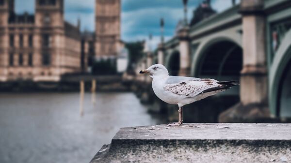 A gull against the background of Big Ben, London - Sputnik Latvija