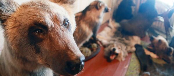 Чучела животных. - Sputnik Латвия