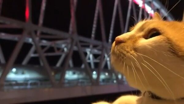 Как рыжий кот Мостик реагирует на первый пассажирский поезд на Крымском мосту - Sputnik Латвия
