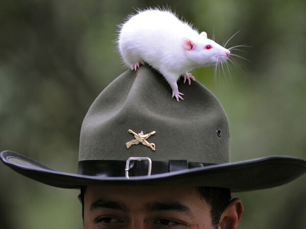 Полицейская крыса в Боготе, Колумбия - Sputnik Латвия