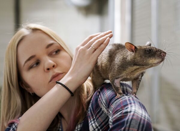 Жена зоолога Евгения Рыбалтовского Марина с гигантской гамбийской крысой - Sputnik Латвия