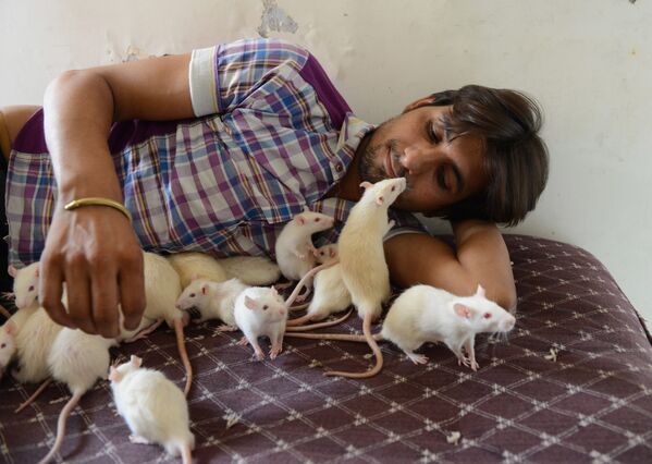 Индиец по прозвищу Рэтмэн со своими питомцами - 50-ю крысами - Sputnik Латвия