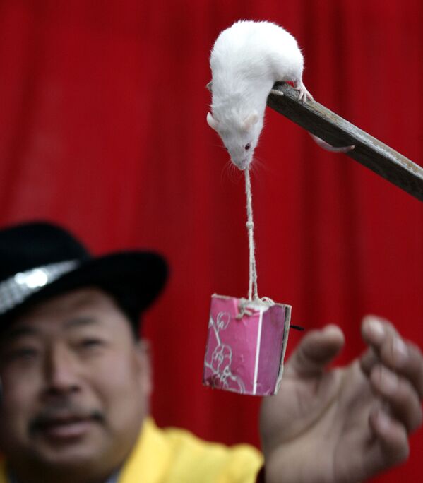 Дрессированная крыса выполняет трюки в Ханчжоу, в восточной китайской провинции Чжэцзян - Sputnik Латвия