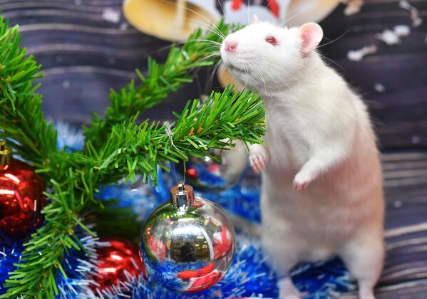 Крыса по кличке Пухляш под новогодней елкой в одном из магазинов сети Бетховен, Москва - Sputnik Латвия