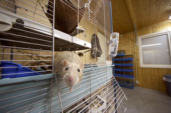 Полицейская крыса, натасканная на поиск наркотиков и пороха, Нидерланды - Sputnik Латвия