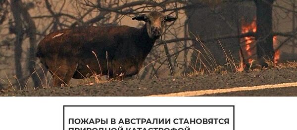 Огонь пожирает все на своем пути: страшные лесные пожары бушуют в Австралии - Sputnik Латвия
