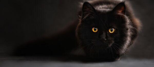 Черный кот Черный кот - Sputnik Latvija