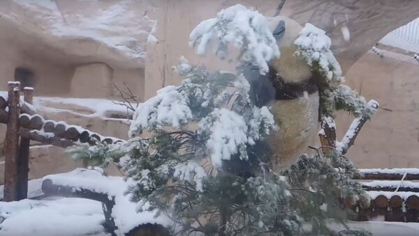 Панда обрадовалась снегу в Московском зоопарке и разнесла вольер  - Sputnik Латвия