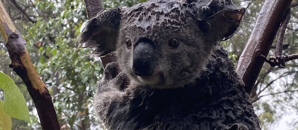 Коала в Австралийском парке рептилий после ливня, который потушил лесной пожар Коала в Австралийском парке рептилий после ливня, который потушил лесной пожар - Sputnik Latvija