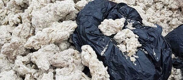 Сбор парафина на Куршской косе в Литве - Sputnik Latvija