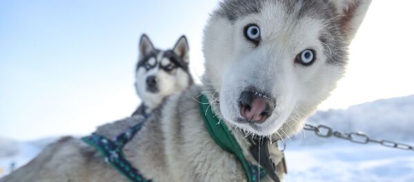 Ездовые собаки породы сибирский хаски в туристическом парке Северное сияние в Мурманской области - Sputnik Латвия
