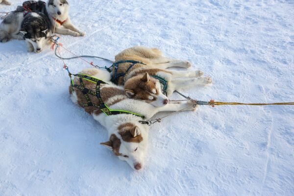 Ездовые собаки породы сибирский хаски в туристическом парке Северное сияние в Мурманской области - Sputnik Латвия