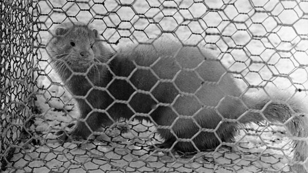 Норка в клетке звероводческого хозяйства, архивное фото - Sputnik Латвия