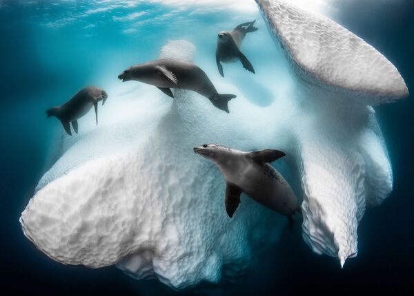 Снимок Frozen Mobile Home французского фотографа Greg Lecouer, ставший победителем конкурса The Underwater Photographer of the Year 2020 - Sputnik Латвия
