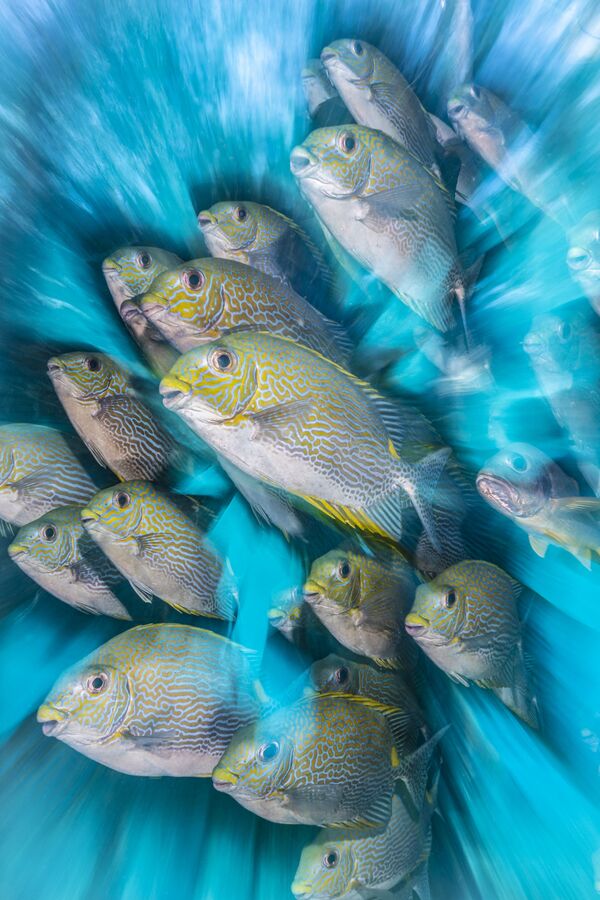 Снимок Rabbit Fish Zoom Blur британского фотографа Nicholas More, победивший в номинации British Underwater Photographer of the Year конкурса The Underwater Photographer of the Year 2020 - Sputnik Латвия