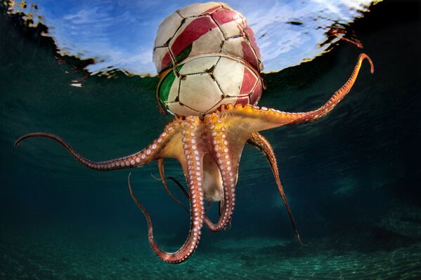 Снимок Octopus Training (Тренировка осьминога) итальянского фотографа Pasquale Vassallo, победивший в категории Behaviour (Поведение) конкурса подводной фотографии The Underwater Photographer of the Year 2020. - Sputnik Латвия