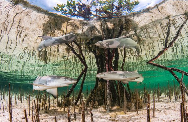 Снимок Lemon shark nursery багамского фотографа Anita Kainrath, ставший победителем конкурса The Underwater Photographer of the Year 2020 в категории Up & Coming - Sputnik Латвия