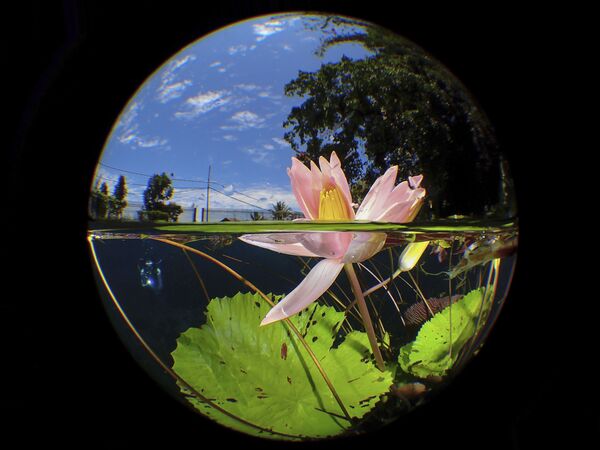 Снимок Uluna Lily малазийского фотографа Manbd, ставший победителем конкурса The Underwater Photographer of the Year 2020 в категории Compact - Sputnik Латвия