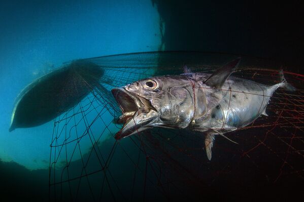 Снимок Last Dawn, Last Gasp итальянского фотографа Pasquale Vassallo, ставший победителем конкурса The Underwater Photographer of the Year 2020 в категории Marine Conservation - Sputnik Латвия