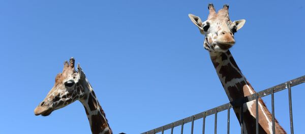 Жирафы - Sputnik Латвия