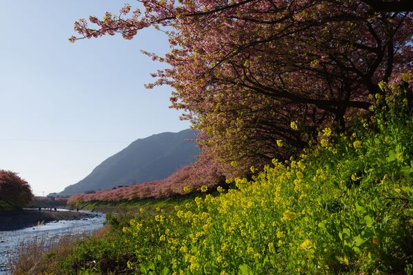 Цветение сакуры и цветы рапса в Японии - Sputnik Латвия