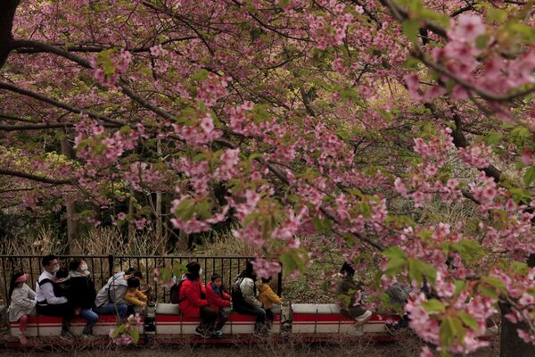 Люди на мини-поезде на фестивале цветения вишни в Японии  - Sputnik Латвия