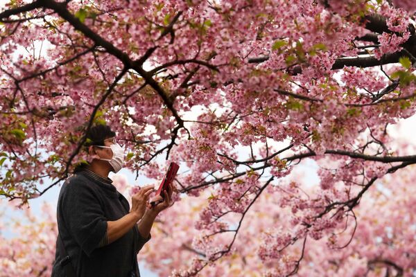 Женщина во время фотографирования цветущей вишни в Японии  - Sputnik Латвия