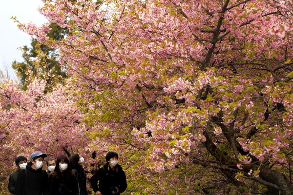 Люди в масках на фестивале цветущей вишни в Японии  - Sputnik Латвия