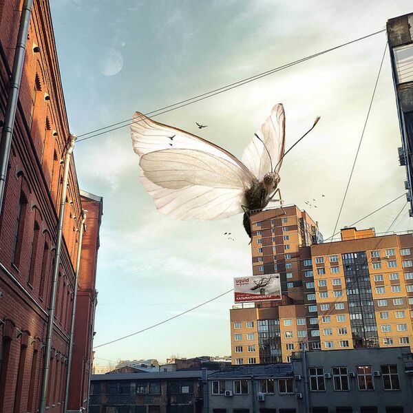 Бабочка на здании в Санкт-Петербурге в работе художника Вадима Соловьева - Sputnik Латвия