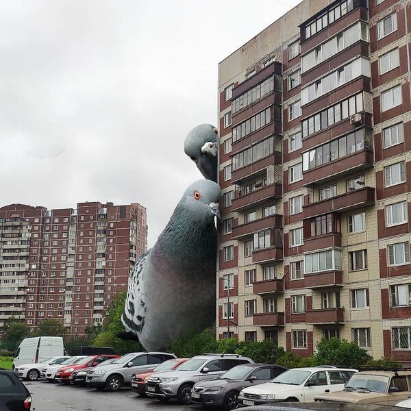 Огромные голуби у жилого здания в Санкт-Петербурге в работе художника Вадима Соловьева - Sputnik Латвия